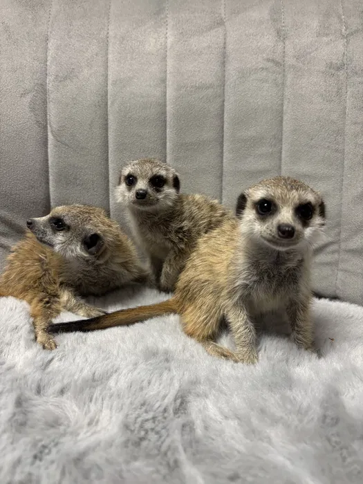 Товар