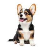 Animale de companie