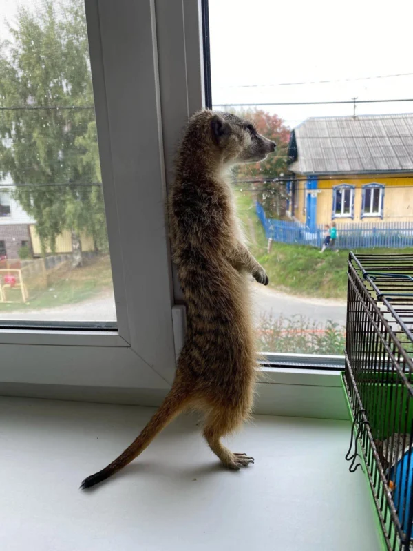 Товар