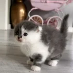 Scottish fold Straight