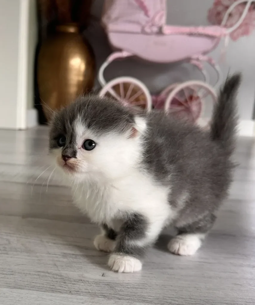 Scottish fold Straight