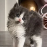 Scottish fold Straight
