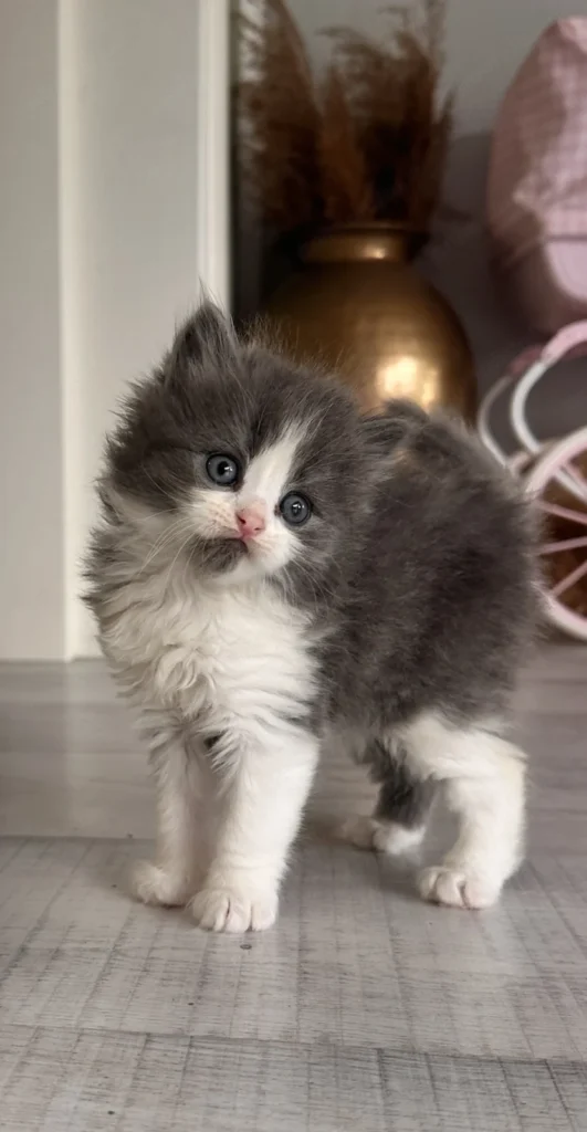 Scottish fold Straight
