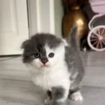 Scottish fold Straight