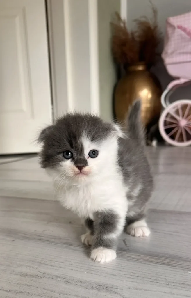 Scottish fold Straight