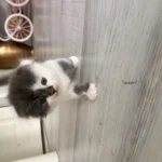 Scottish fold Straight
