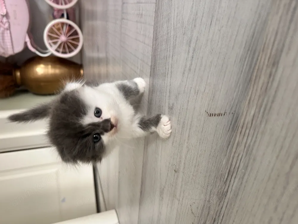 Scottish fold Straight