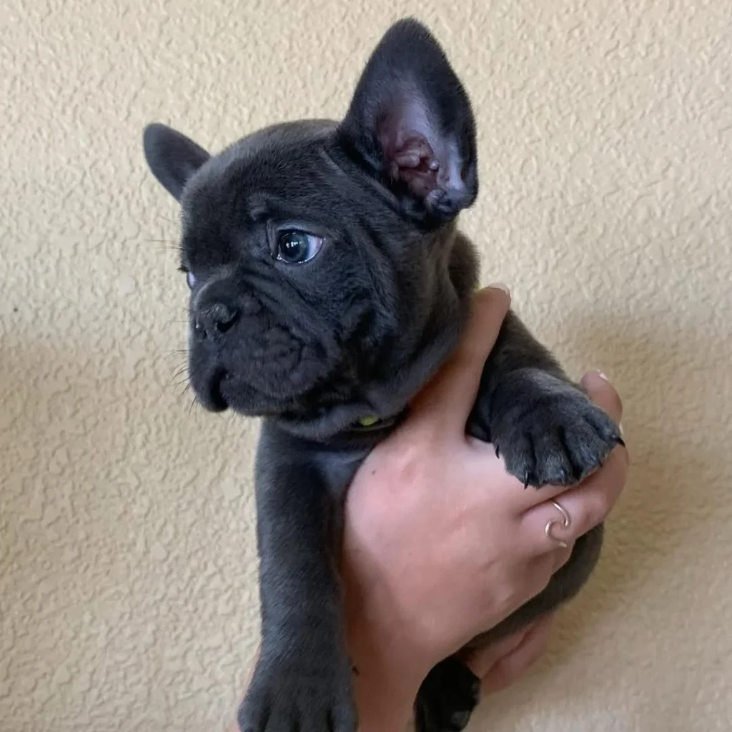 Pui de Bulldog Francez
