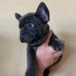 Pui de Bulldog Francez