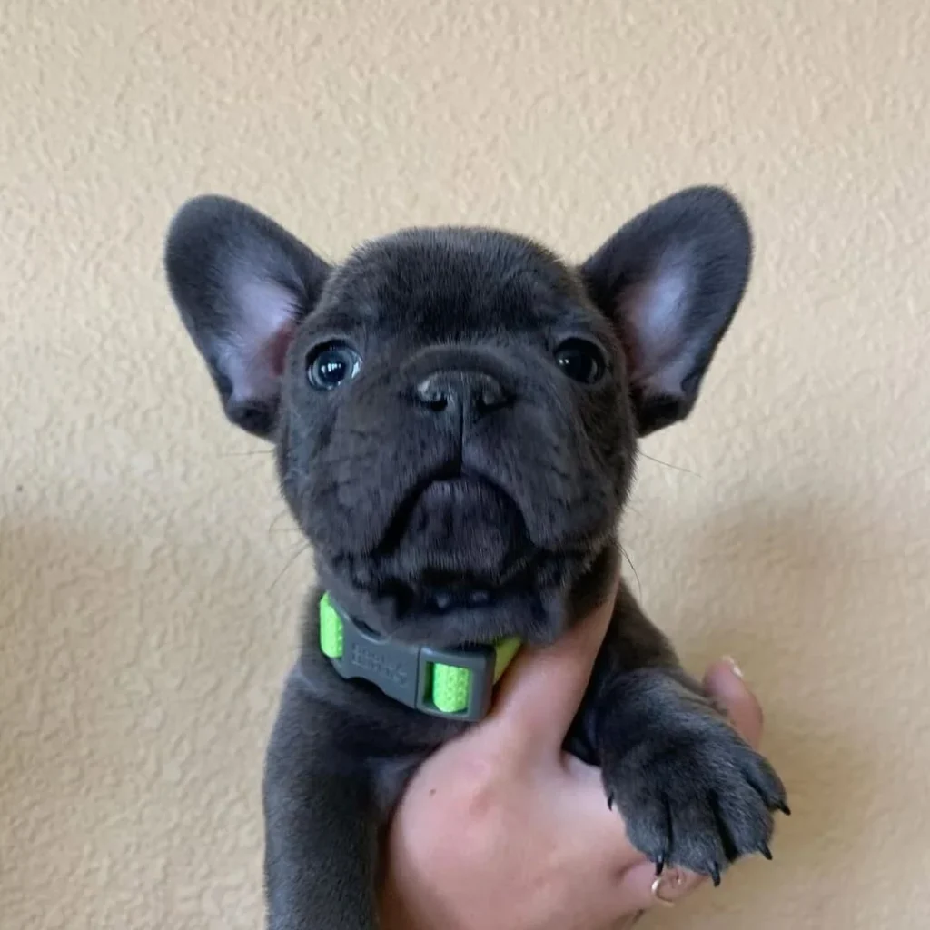 Pui de Bulldog Francez