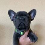 Pui de Bulldog Francez