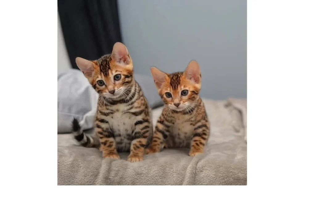 Pisicuțe Bengal superbe, gata de plecare