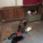 Donații de hrană pentru 10 pisici